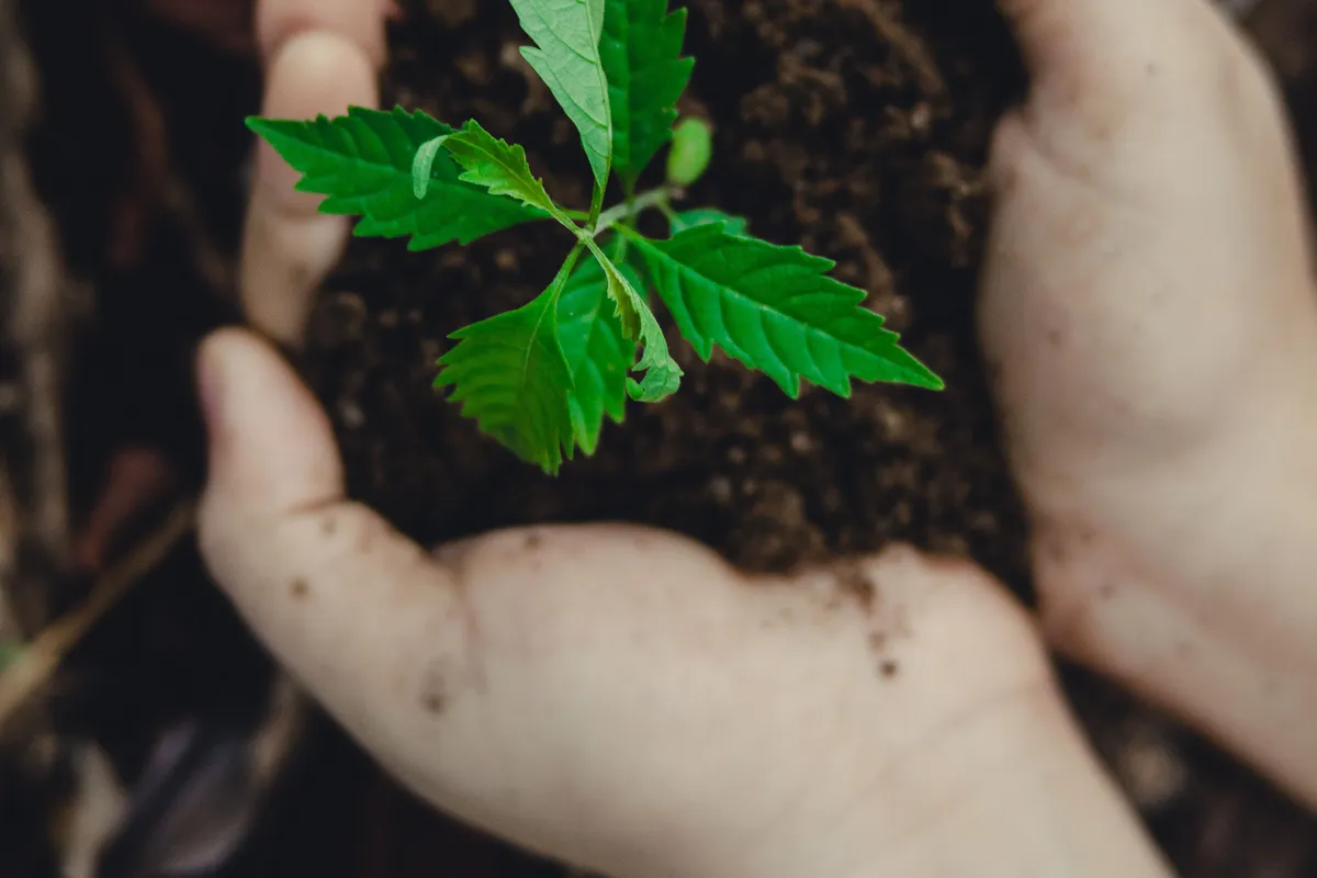 Two hands cupping dark soil, cradling a young green seedling.