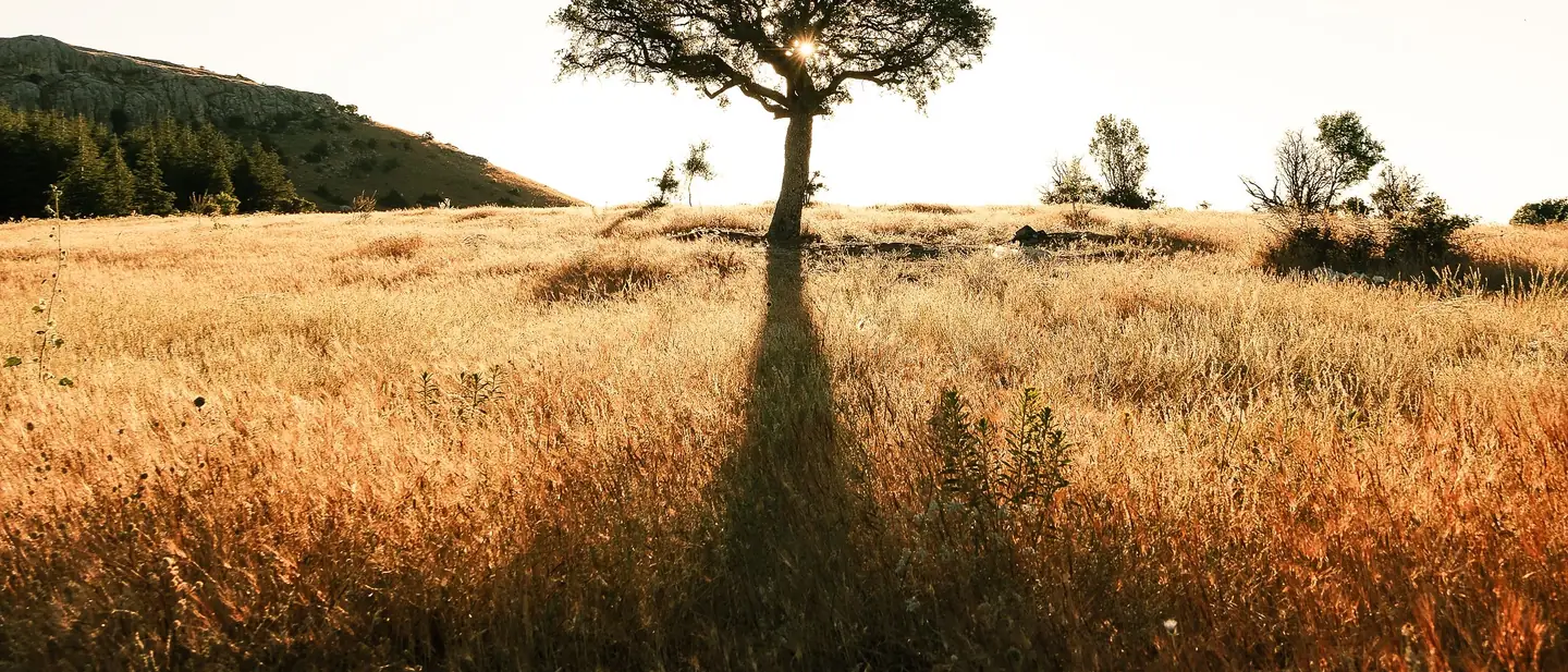 A single tree in a golden field, under open sky